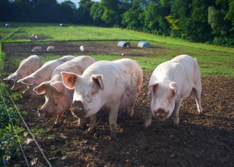 Pigs rooting in dirt field