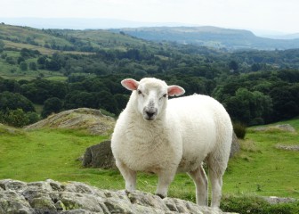 Close-Up Of Sheep Standing On Field Against Landscape