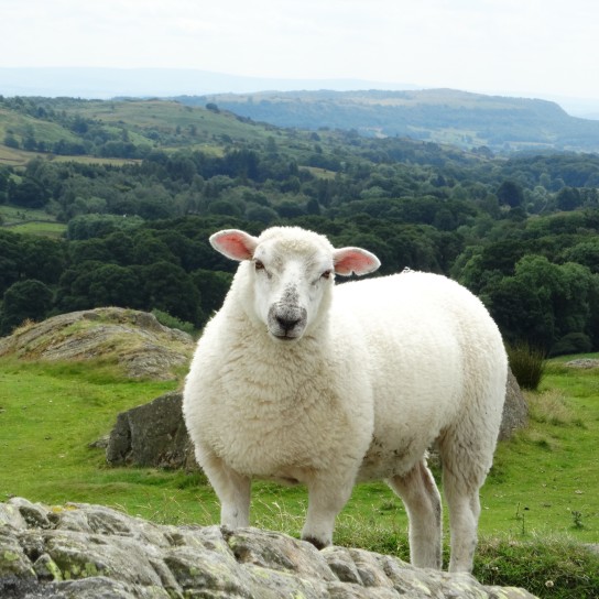 Close-Up Of Sheep Standing On Field Against Landscape