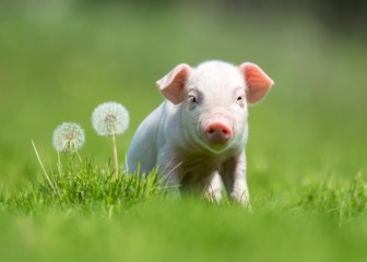Newborn piglet on spring green grass on a farm