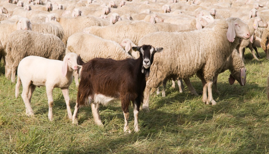 One black goat in a group of white sheeps
GettyImages-174641203.jpg