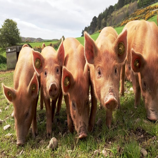 Piglets in a row