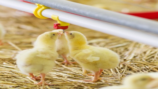 Chickens on the farm