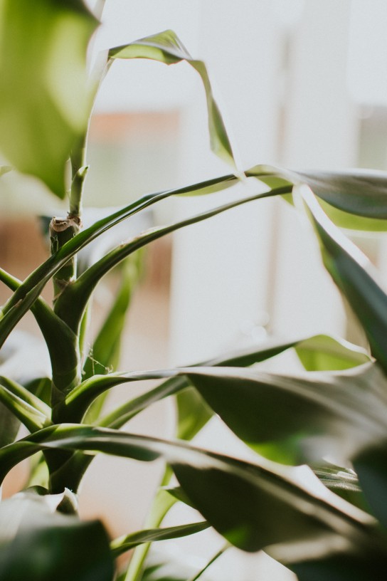 Leafy green plant in an interior environment. Space for copy.
GettyImages-1208034969.jpg